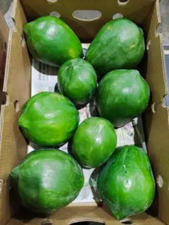 野菜パパイヤ 青パパイヤ　10KG 沖縄産