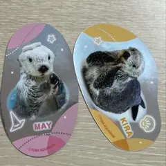 鳥羽水族館 ジュゴン