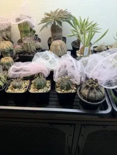 2026年最新】ユーフォルビア バリダの人気アイテム - メルカリ