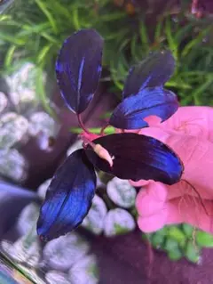 Bucephalandra『Moonlight』1株 - メルカリ