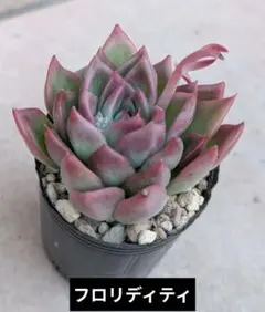 ikuko様 リクエスト 2点 まとめ商品