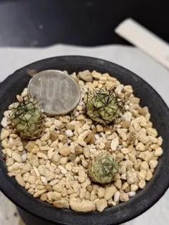 よしよし様 リクエスト 3点 まとめ商品