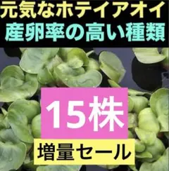 ホテイアオイ　ホテイソウ(psb 浮き草　アマゾンフロッグピット　水草　ホテイ草のサムネイル