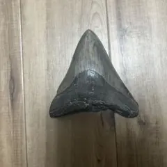 20cm マンモスの歯 化石 - メルカリ