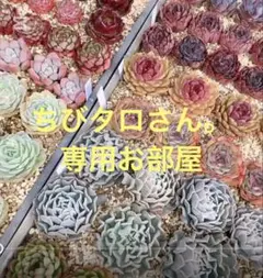 ちびタロさん。専用お部屋