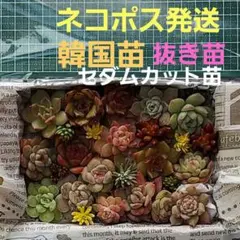 韓国苗　抜き苗　多肉植物　寄せ植えセット　ネコポス便発送