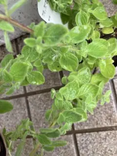 くにちゃん様 リクエスト 2点 まとめ商品