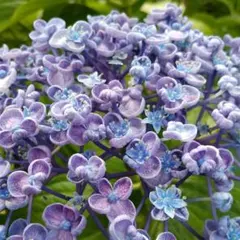 ガーベラ様 リクエスト 2点 まとめ商品