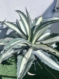 2026年最新】アガベアメリカーナの人気アイテム - メルカリ