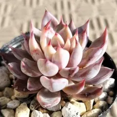 2026年最新】おらいさん苗 青鬼の人気アイテム - メルカリ