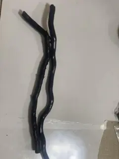 珊瑚