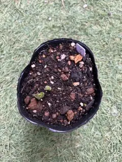 2025年最新】ラナンキュラスラックス苗の人気アイテム - メルカリ