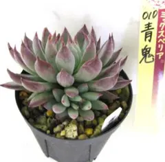 ❤️確認用❤️★F ミックスベリア❤️ウエディングベル❤️抜き苗♪✨メルカリ便✨札なし ❤️確認用❤️☆F ミックスベリア❤️ウエディングベル❤️抜き