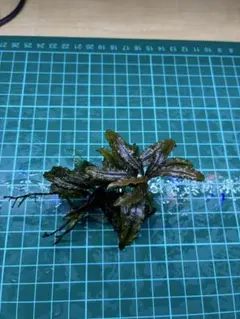 お猫様の下僕様 リクエスト 2点 まとめ商品