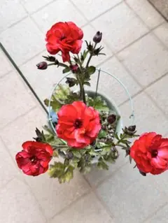 2025年最新】ラナンキュラスラックス球根の人気アイテム - メルカリ