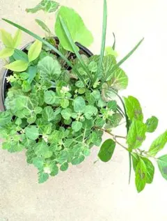 山野草　寄せ植え　５～６種類　鉢の中すべてのサムネイル