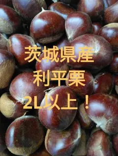 本日限定値下げ】茨城県産生栗 利平栗 2L〜3L MIX 3kg(サービス付