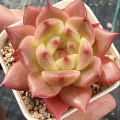 新入荷　新品種　米蘭娜　エケベリア　多肉植物　I苗のサムネイル