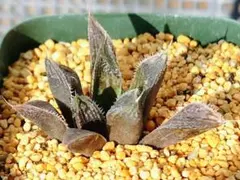 多肉植物　ハオルチア 紫オブツーサ×オブツーサ錦黄色斑　X-24