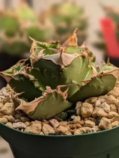 アガベ 鰐亀 アガベぶつぶつ 子株 アガベ 鰐亀 アガベぶつぶつ 子株 アガベ 鰐亀 アガベぶつぶつ 子株