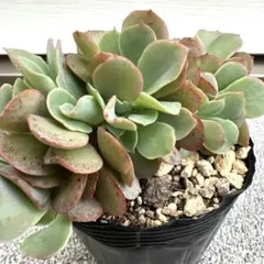 多肉植物 ジャイアントブルー ❣️ てっか セッカ エケベリア 抜き苗 多肉のサムネイル