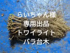 らいちゃん様専用出品バラ台木　30本程