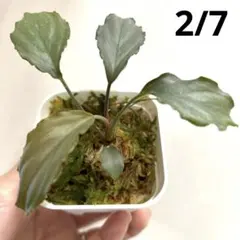 2026年最新】ホマロメナ ブラックの人気アイテム - メルカリ