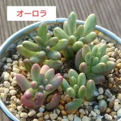 2025年最新】ダシフィルム多肉の人気アイテム - メルカリ