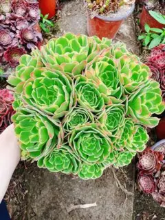 レア種 雨荷锦 群生 多肉植物 アエオニウム 抜き苗 - メルカリ