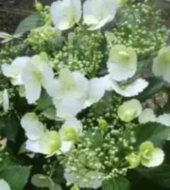 紫陽花苗　ラグランジアブライダルシャワーのサムネイル