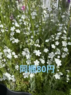 プリムラ様 リクエスト 4点 まとめ商品