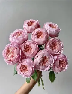 バラ苗 四季咲き　育てやすい挿し木苗 海外種