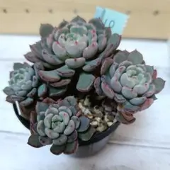 多肉植物 ブラックプリンス♡抜き苗(^○^) 97.ブラックプリンス 抜き苗 多肉植物 - メルカリ