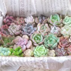 ゆうパック発送！多肉植物 カット苗 寄せ植えセット 90