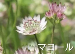 宿根アストランティア株分け苗✿マヨール✿iのサムネイル