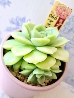 2025年最新】おらいさんの人気アイテム - メルカリ