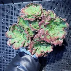 新入荷　アエオニウム　ツァー(群生) 法師錦　多肉植物