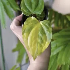Anthurium Pap Var × D&H × Lux 斑入り 実生株 - メルカリ