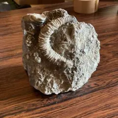 アンモナイト 化石 母岩付き 標本 特大サイズ - メルカリ