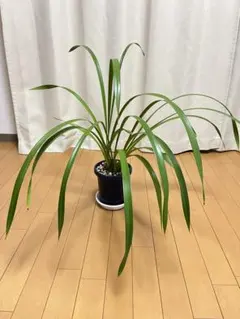 シンビジウム 白花系 スイートハートシラユキ 株分け 活着済 新芽ありのサムネイル