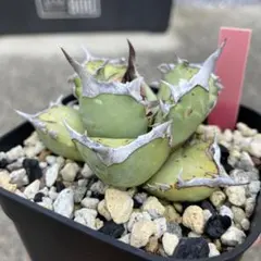 vovo11様 リクエスト 2点 まとめ商品