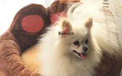 ペットベッド  犬用 猫用7