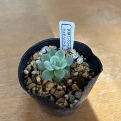 2025年最新】ミックスベリア ウエディングベルの人気アイテム - メルカリ