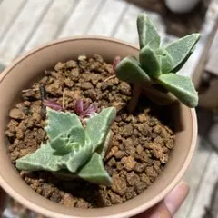 2025年最新】フォーカリアの人気アイテム - メルカリ