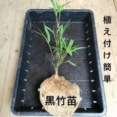 2026年最新】黒竹 苗の人気アイテム - メルカリ