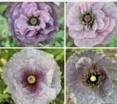 ポピーアメージンググレイ 花の種のサムネイル