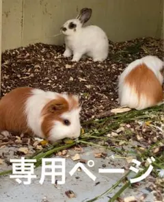 とっしー様　専用ページです