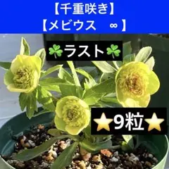 ❤️213❤️☘️ラスト☘️⭐️クリスマスローズ⭐️自然交配種子