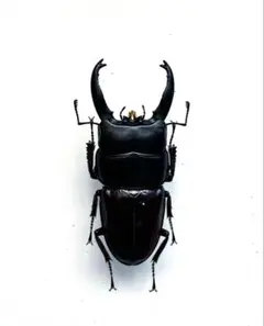 2026年最新】昆虫標本の人気アイテム - メルカリ