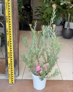 2025年最新】リューカデンドロンの人気アイテム - メルカリ